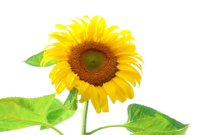 Sunflower isolated on white background