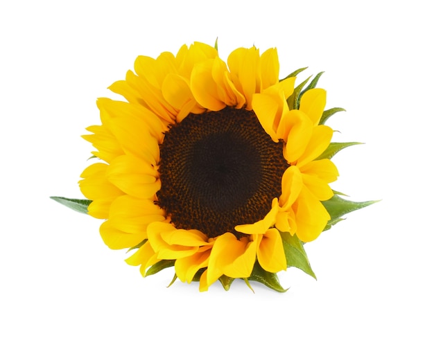 Sunflower isolated on white background