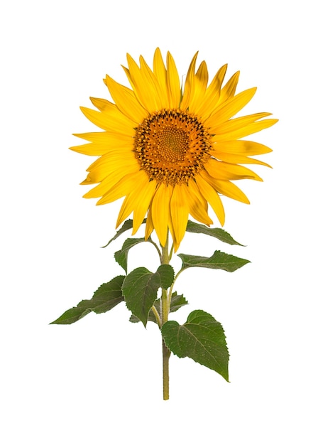 Sunflower isolated on white background