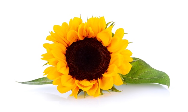 Sunflower isolated on white surface