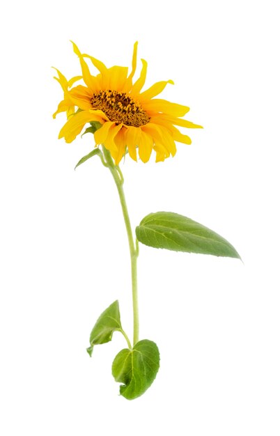 Sunflower isolated on white surface