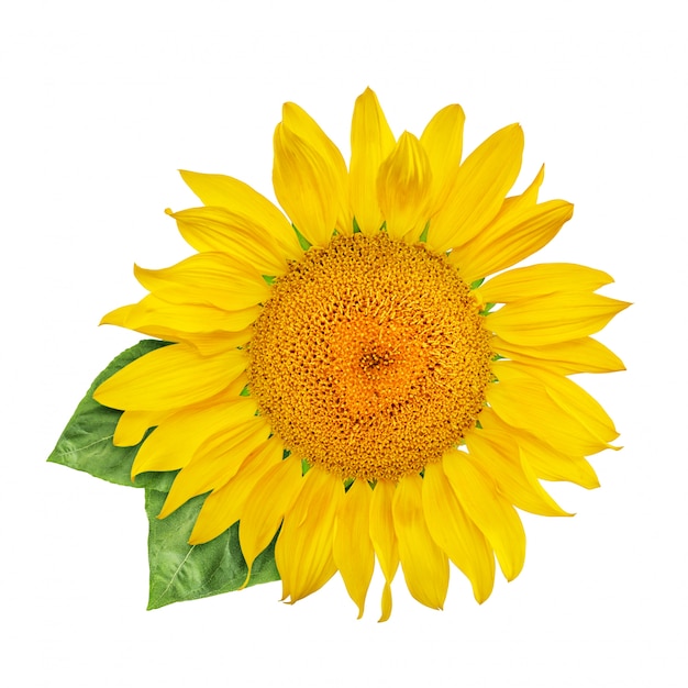 Sunflower isolated on white