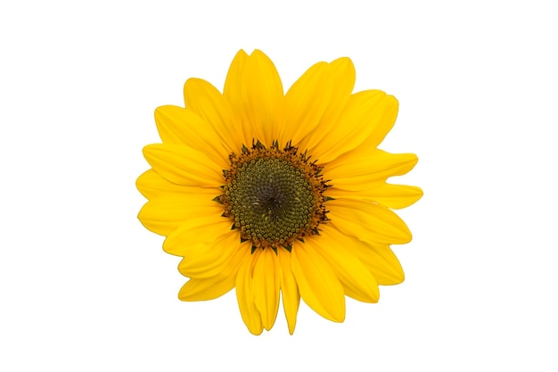 Sunflower isolated Yellow blooming bud on a white background Summer sun agriculture concept