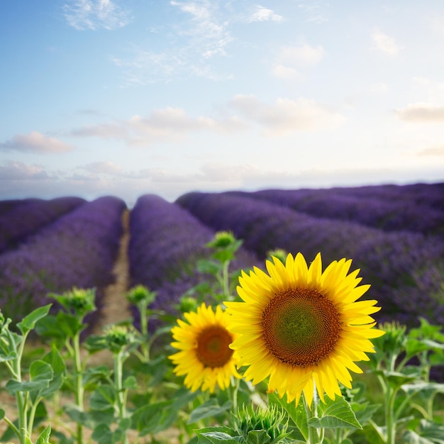 Sunflower and Lavender flowers field Provence France