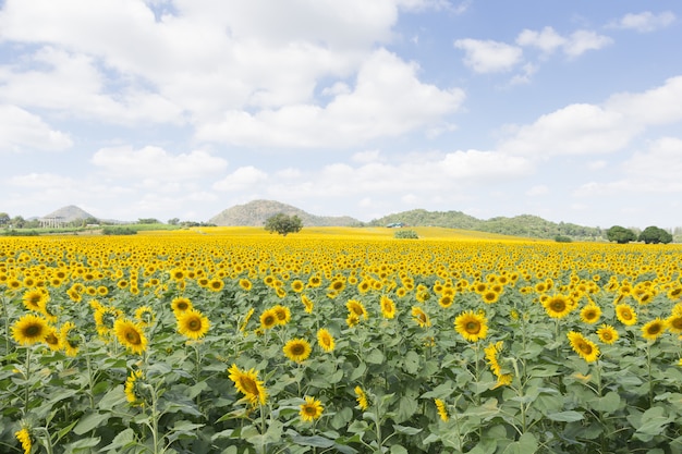 Sunflower on a meadow