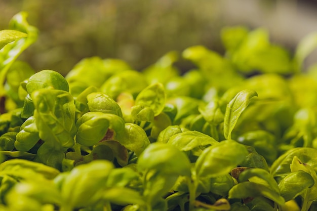 Sunflower microgreen sprouts closeup organic baby sunflower shoots