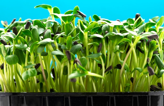 Sunflower microgreens in a plastic tray on a blue background closeup