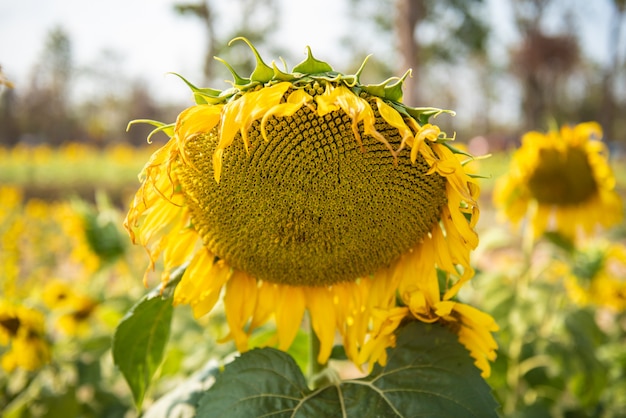 Sunflower natural background. Close up 