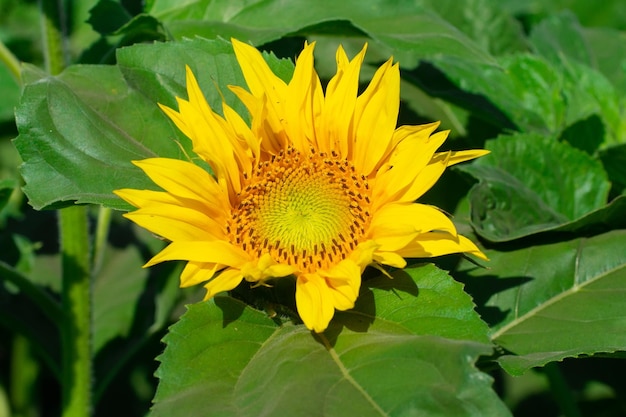 Sunflower natural background Sunflower blooming Closeup of sunflowerx9