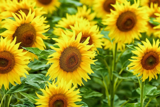 Sunflower natural background Sunflower blooming