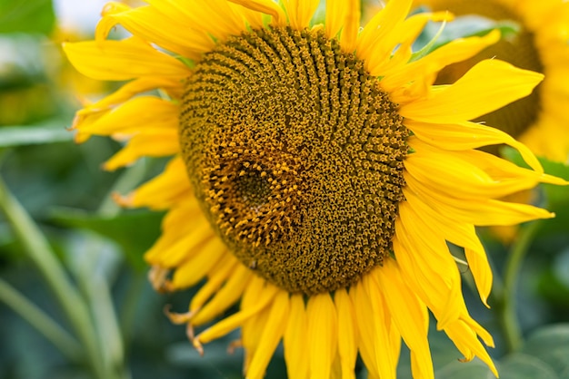 Sunflower natural background. Sunflower blooming