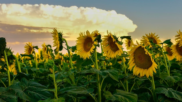 Sunflower pampas Argentina