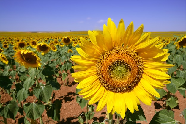 Sunflower plantation vibrant yellow flowers