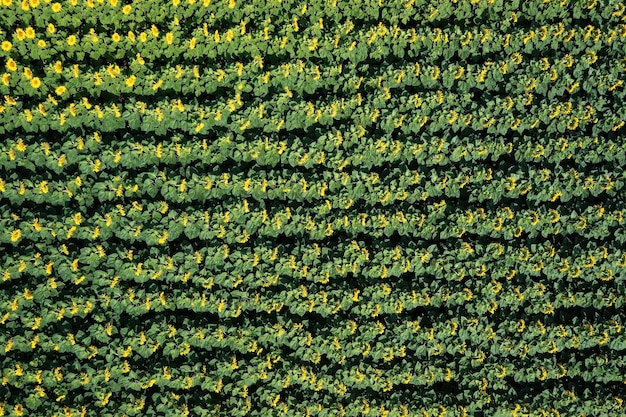 Sunflower plantation with dense parallel rows of plants with green leaves and vivid yellow flowers