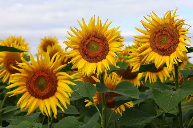 Sunflower plantation. Yellow sunflower flower growing. Summer landscape.