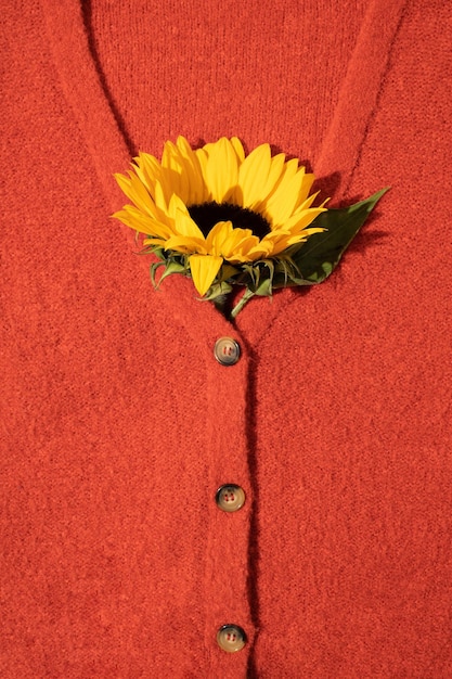 Sunflower in red knitted sweater with brown buttons Flat lay top view Autumn background concept