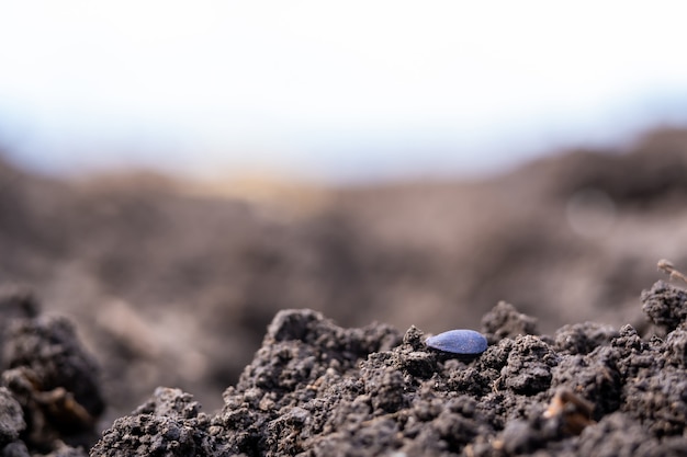 Sunflower seed in the ground during the spring sowing campaign.