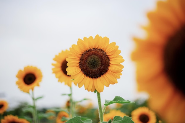 Sunflower at sky in winter