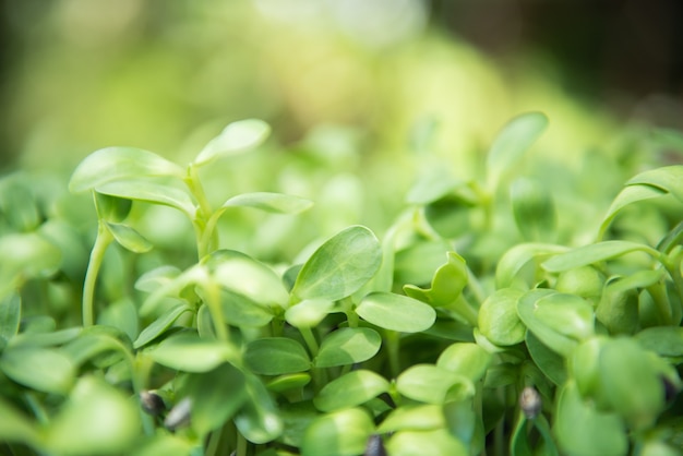 sunflower sprout in vegetable garden