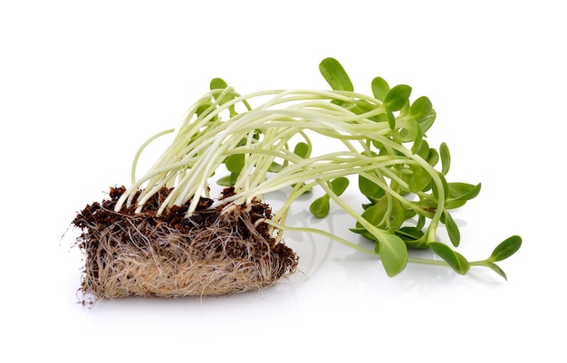 Sunflower Sprouts isolated on white