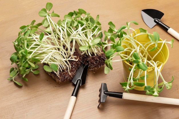 Sunflower sprouts with roots on table Sunflower sprouts in yellow bucket