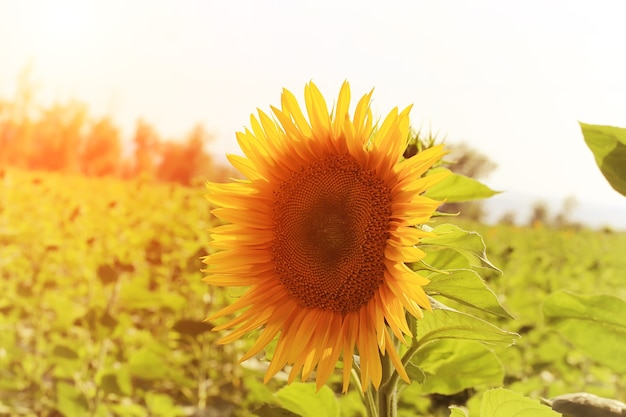 Sunflower in summer day field