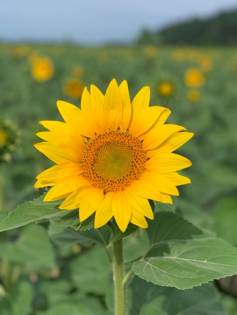 sunflower on a sunny day with a natural background