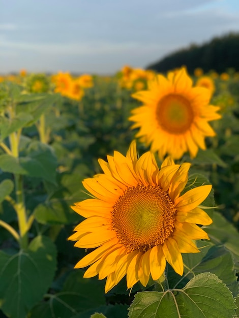 sunflower on a sunny day with a natural background