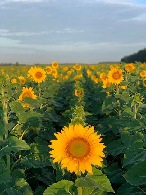 sunflower on a sunny day with a natural background