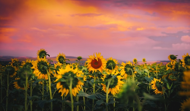 Sunflower on sunset