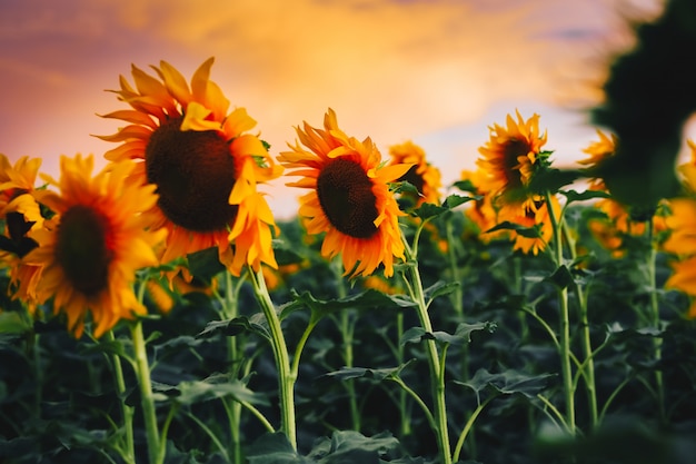 Sunflower on sunset