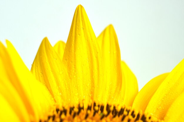 Sunflower texture and background. Texture of sunflower pollen.