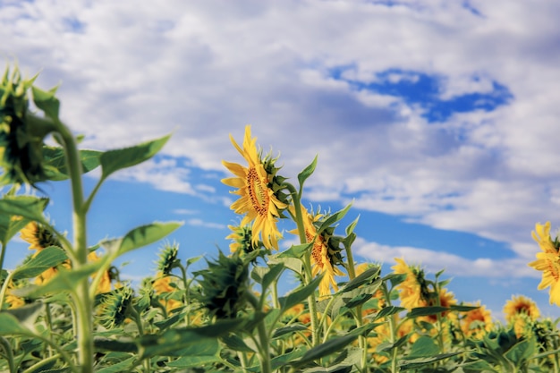 Sunflower with beautiful at the blue sky in winter.