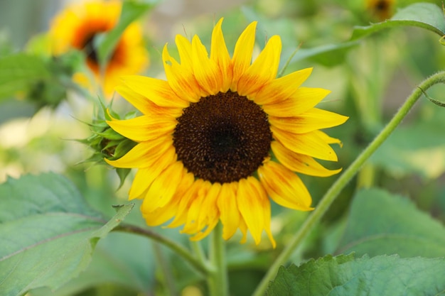 A sunflower with a black center and a yellow center.