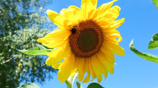 Sunflower with bumblebee closeup