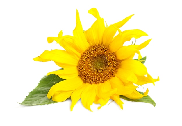 Sunflower with green leaves isolated over white