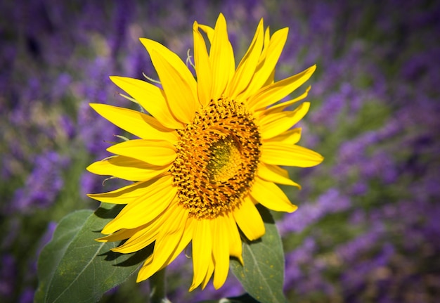 Sunflower with lavender background