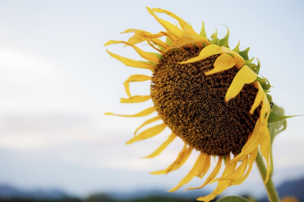 Sunflower with sunrise in farm