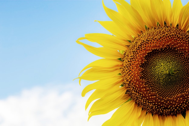 Sunflower with texture of seeds.