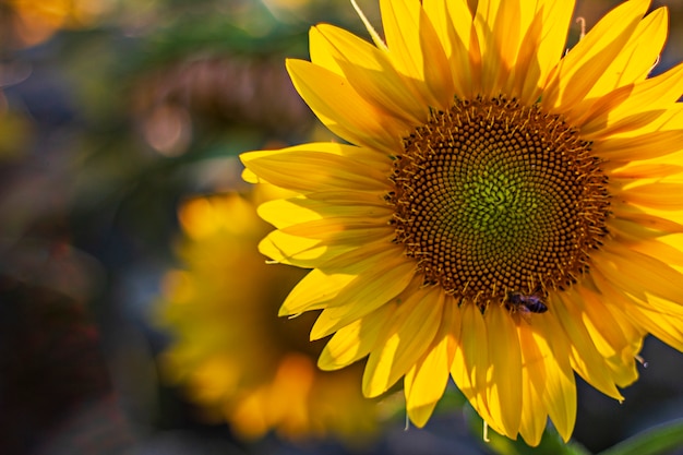 Sunflower with wasp collecting nectar