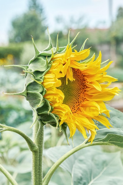 Sunflower with yellow petals disk floret and green leaves