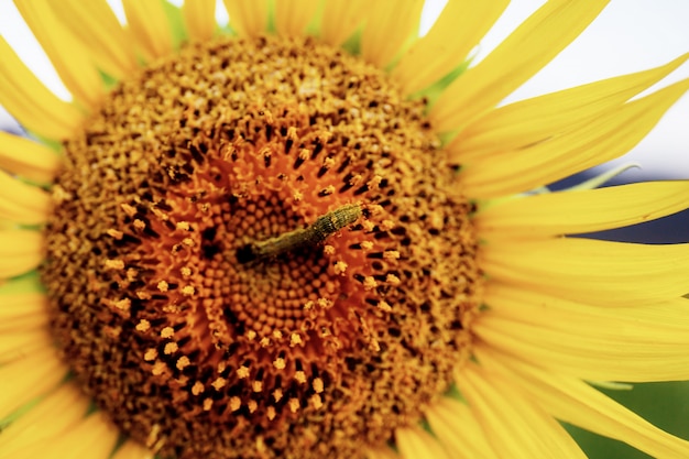 Sunflower and worm with texture.