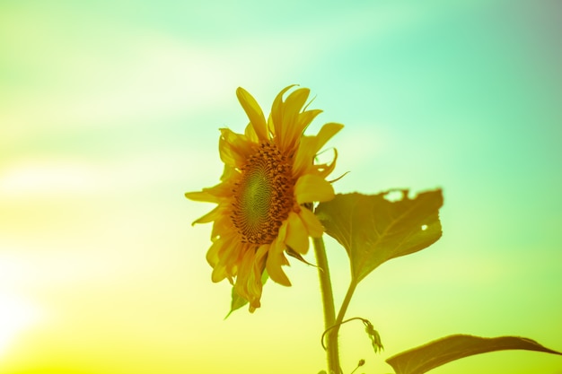 Sunflower on a yellow-green background. Artistic photo, selective focus.