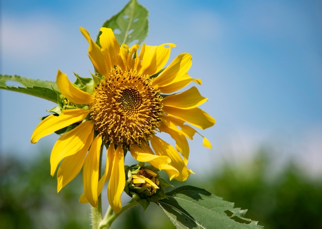 Sunflower.