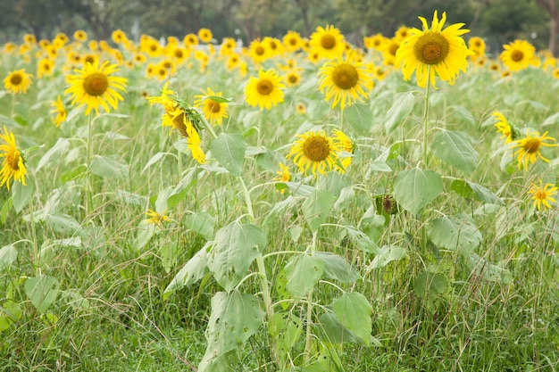 Sunflower