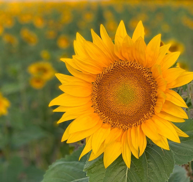 sunflower