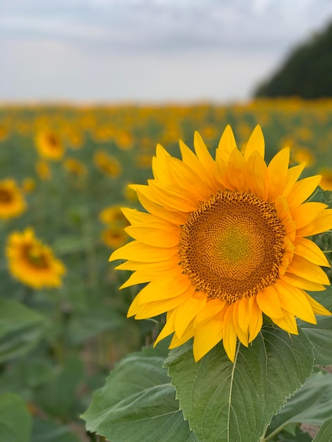 sunflower