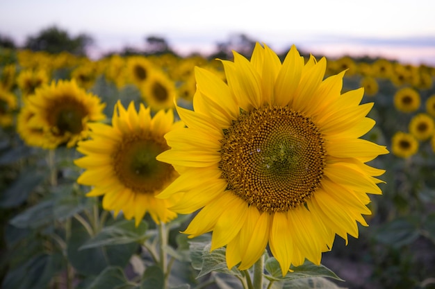 Sunflowers on the background of the sunset