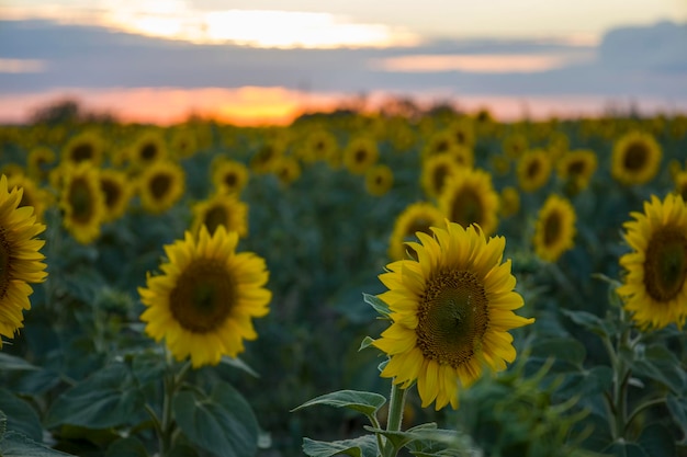 Sunflowers on the background of the sunset