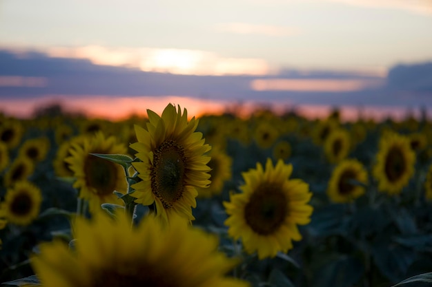 Sunflowers on the background of the sunset